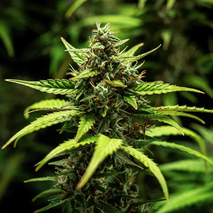 NY Sour Diesel