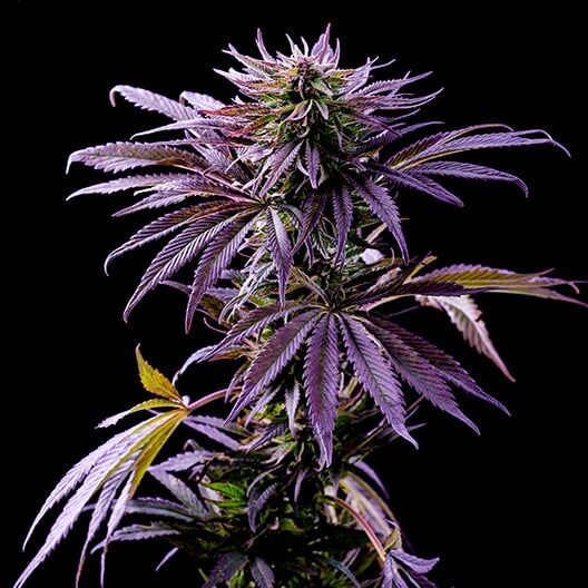 Purple Diesel