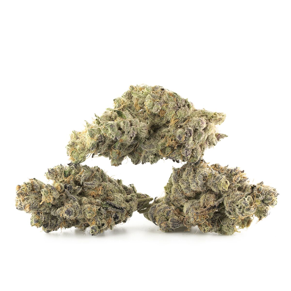 Great White Shark
