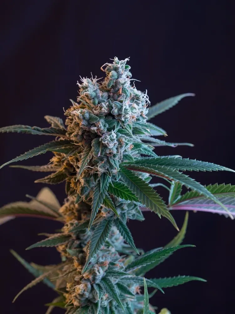 SFV OG 1.0