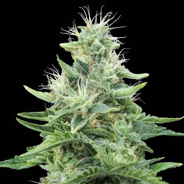 Gorilla Candy