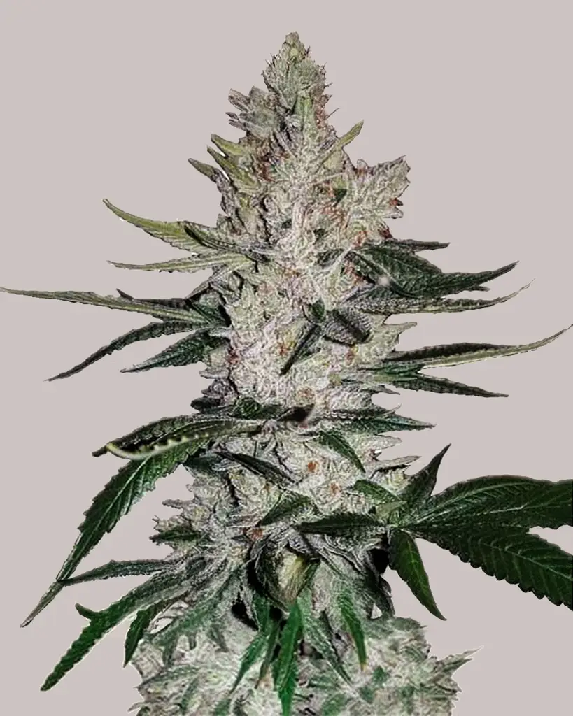 Gorilla Glue