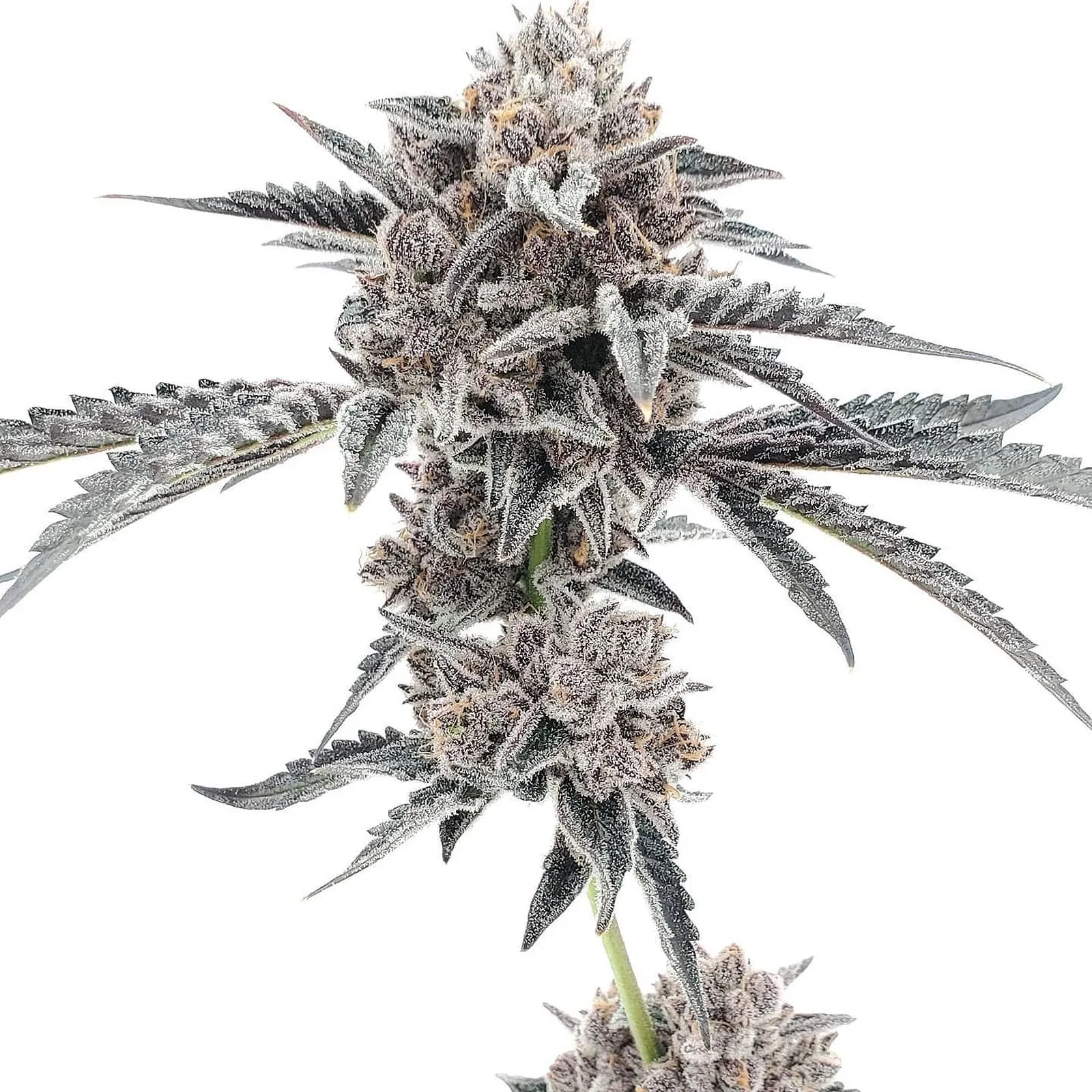 Slurricane