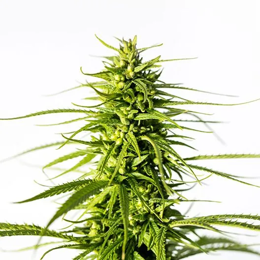 Platinum Bubba