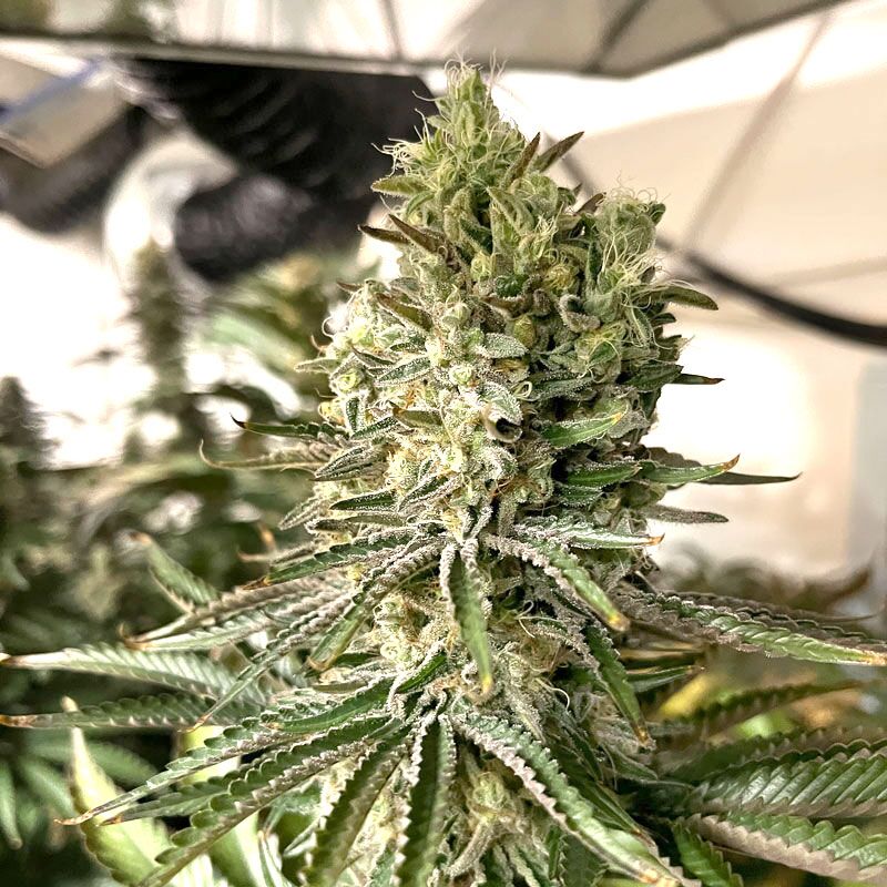 East Coast Sour Diesel
