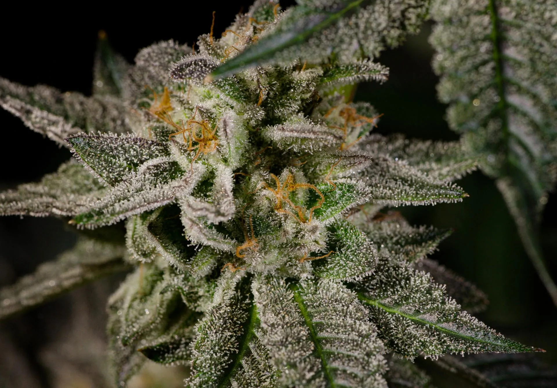 Mandarin Cookies