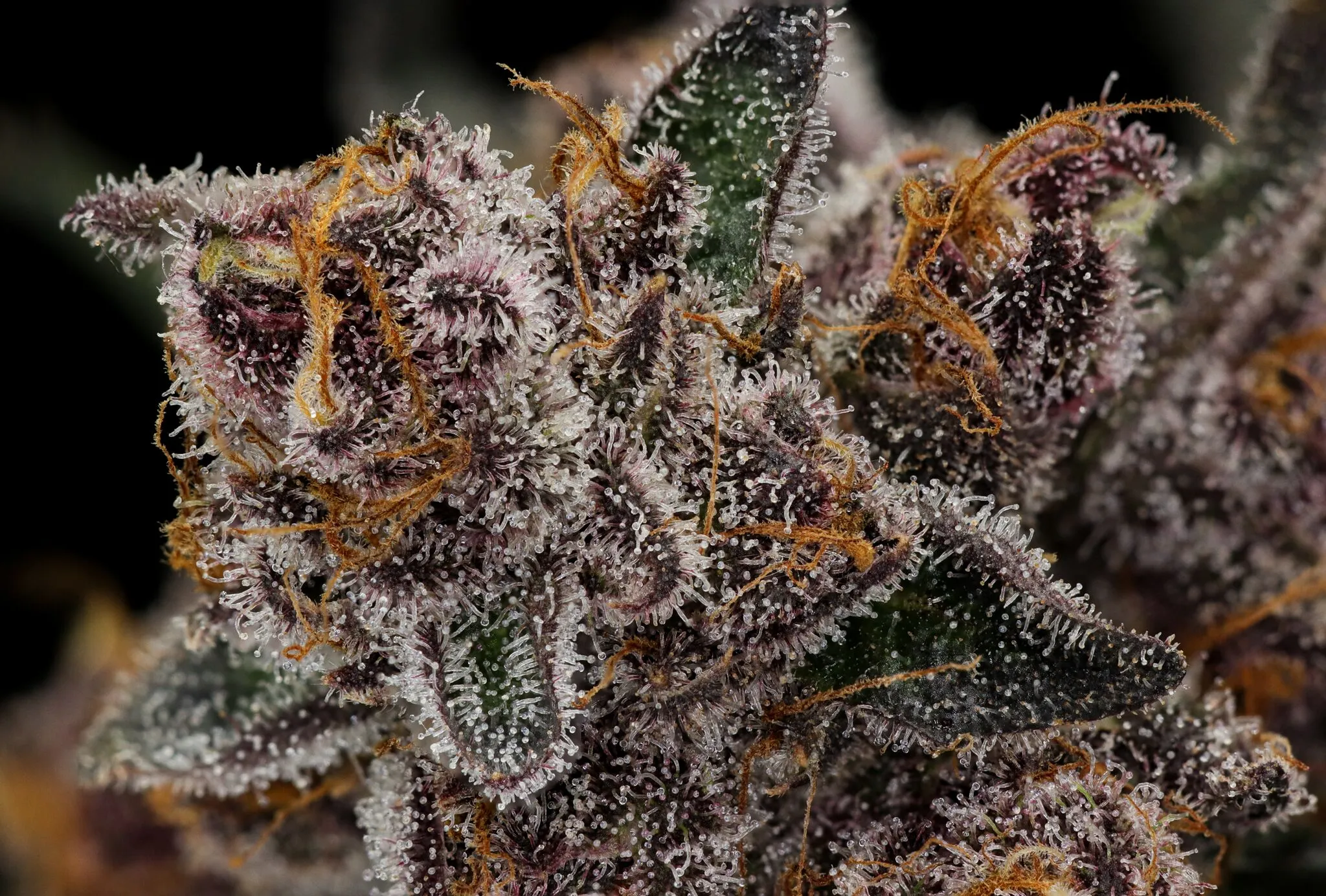 Tropicana Cherry