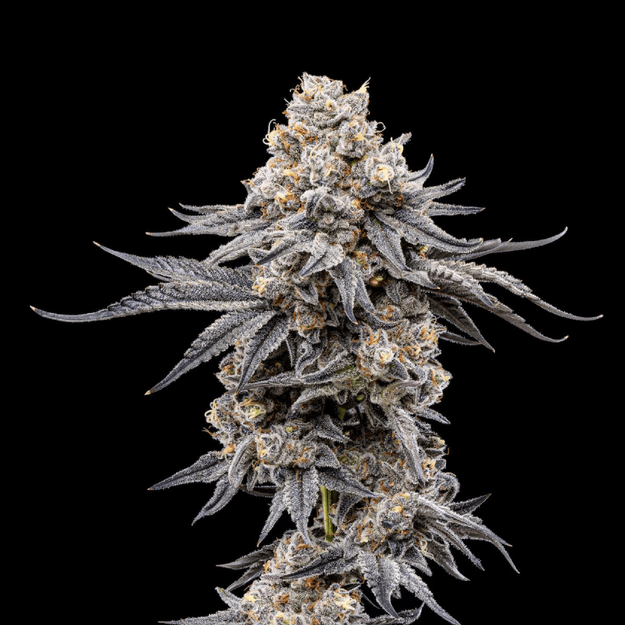 Kryptochronic