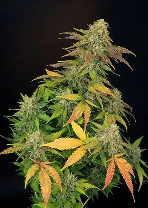 Master Kush