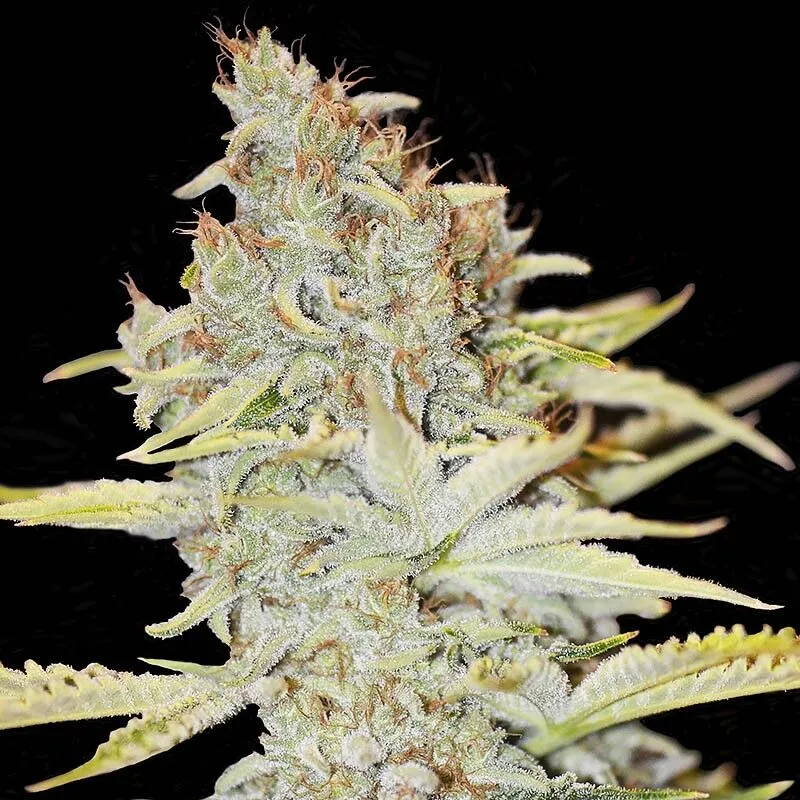 Pink Candy