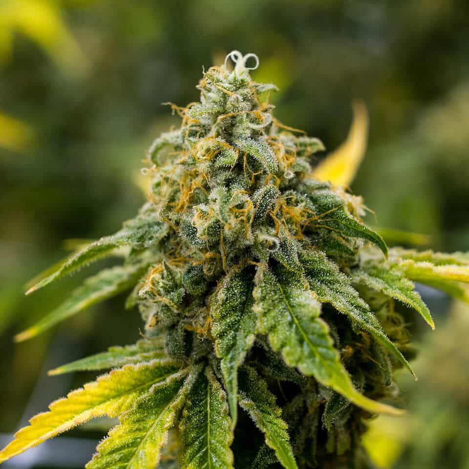 Super Lemon Haze
