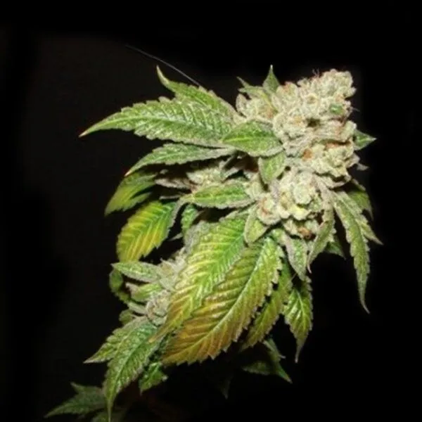 Larry OG