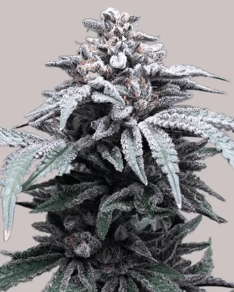 Ocimene Kush
