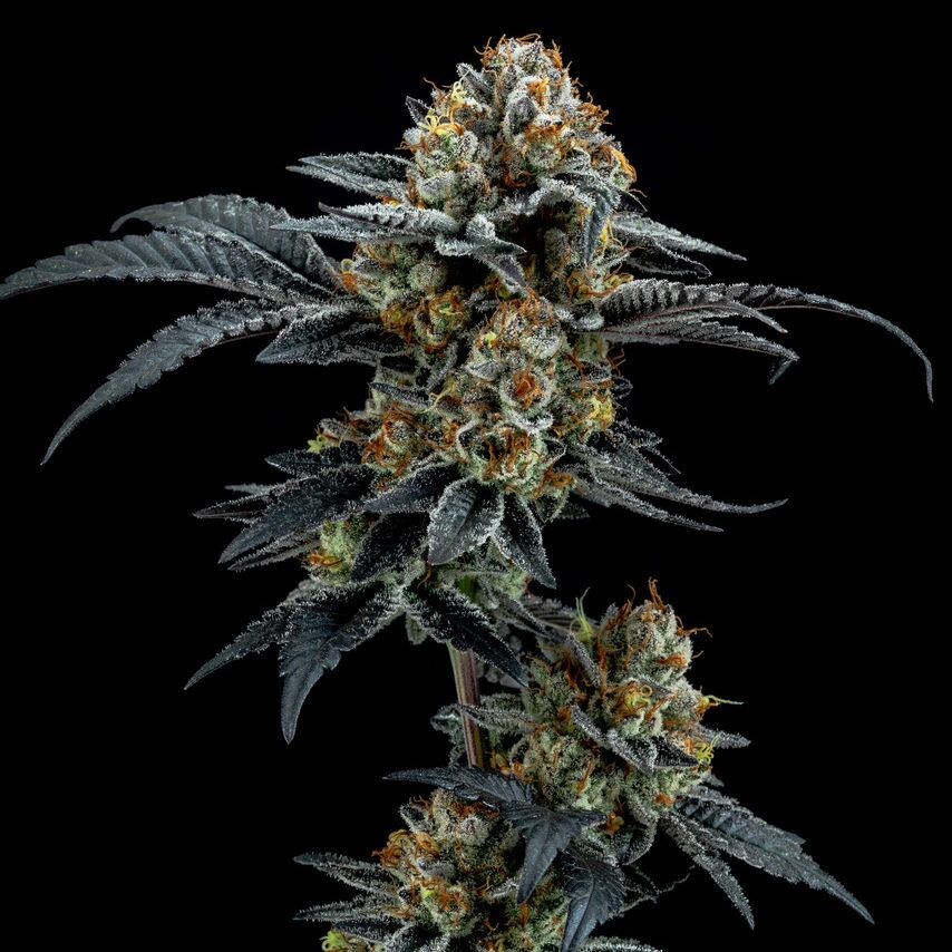 Gorilla Cookies