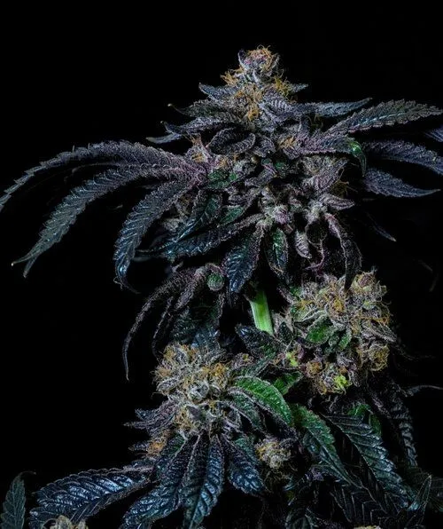Acai Sherbert