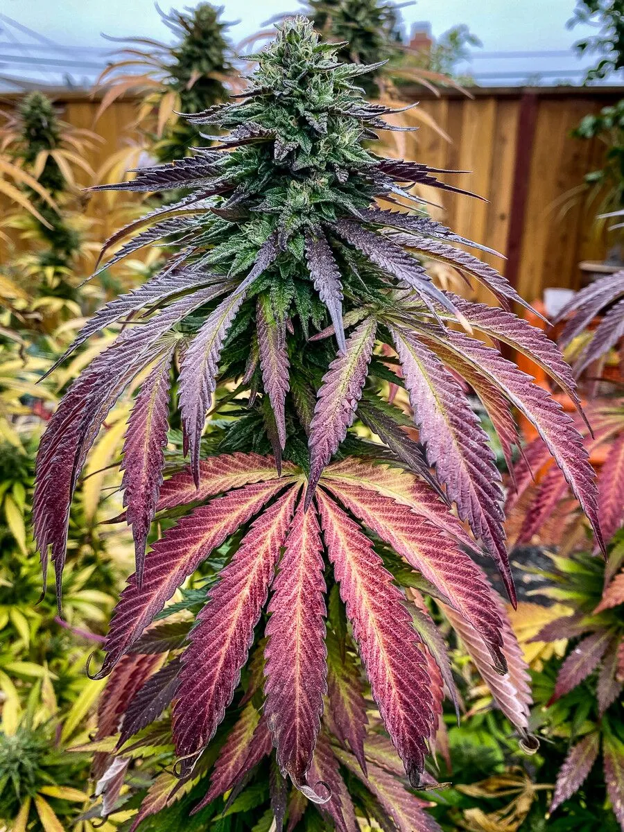 Blueberry Octane Strain