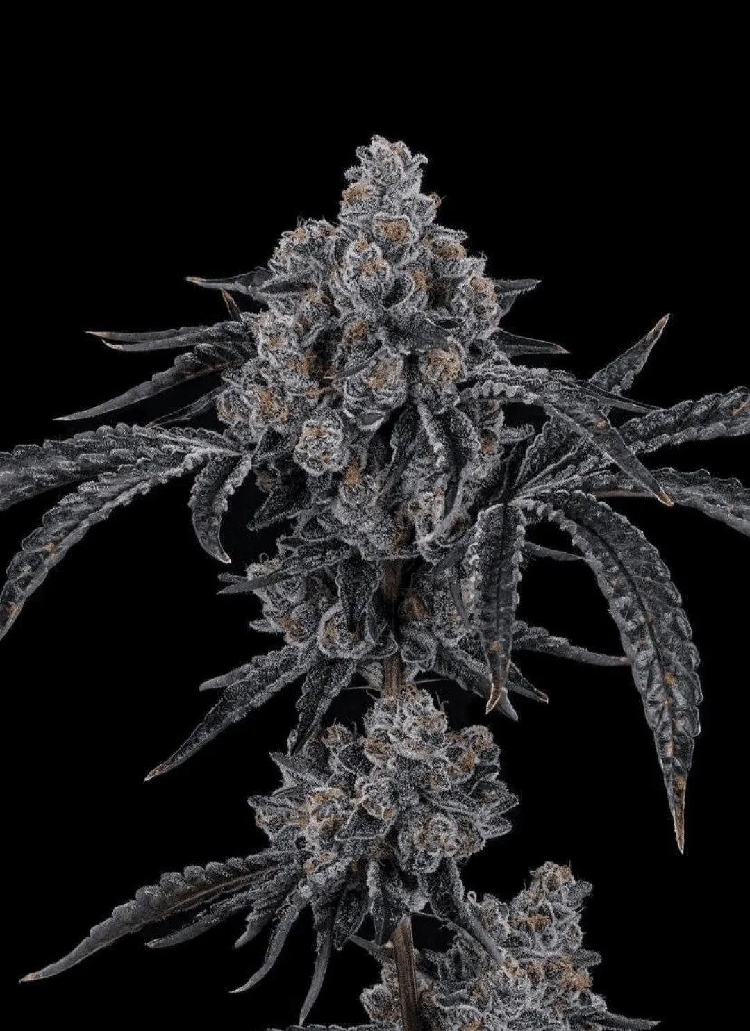Dulce De Uva