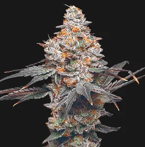 Zerealz Strain