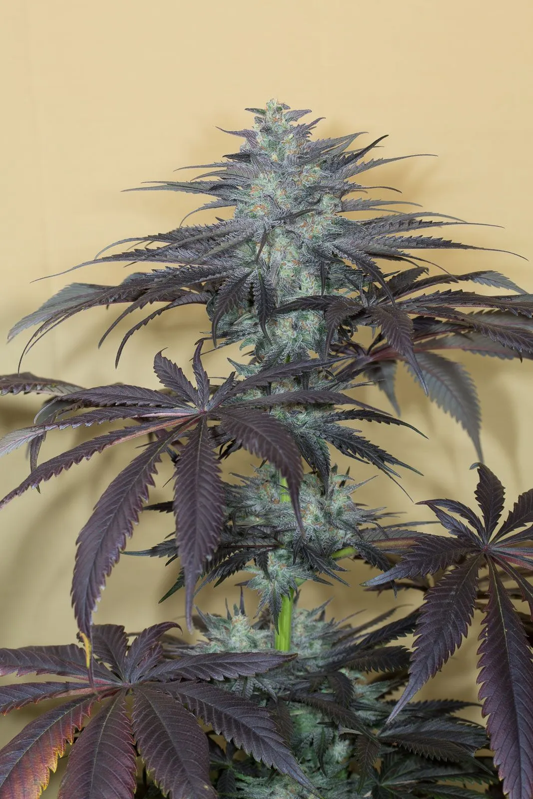 Bubba kush