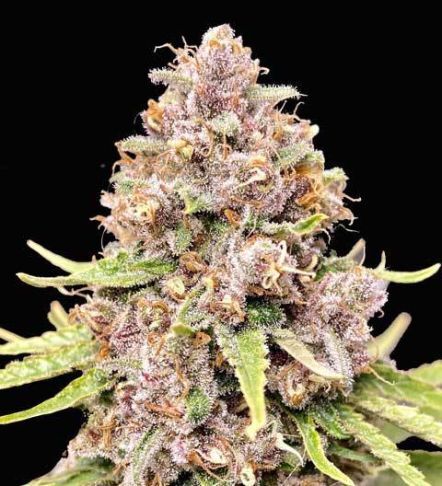 Cookie Dough