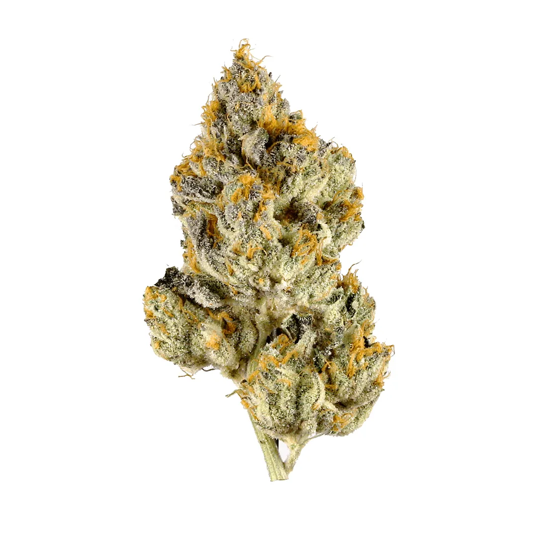 Skunk #1