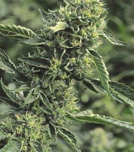 og-kush