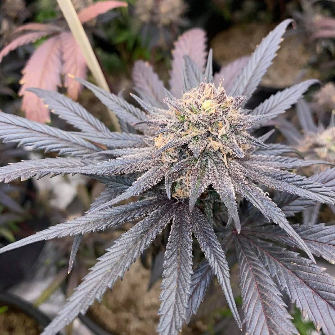CBD Kush