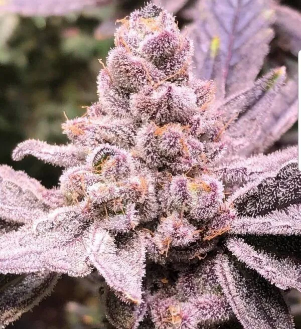 Purple-Sunset
