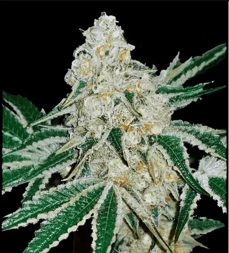 Purple Cake