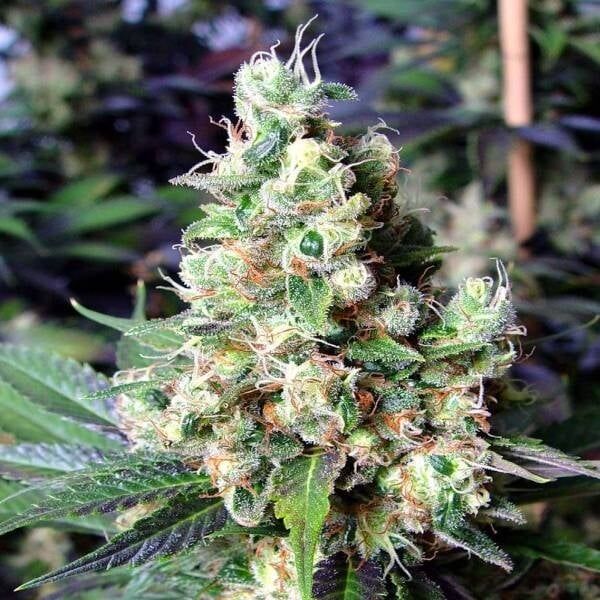 NYC Diesel