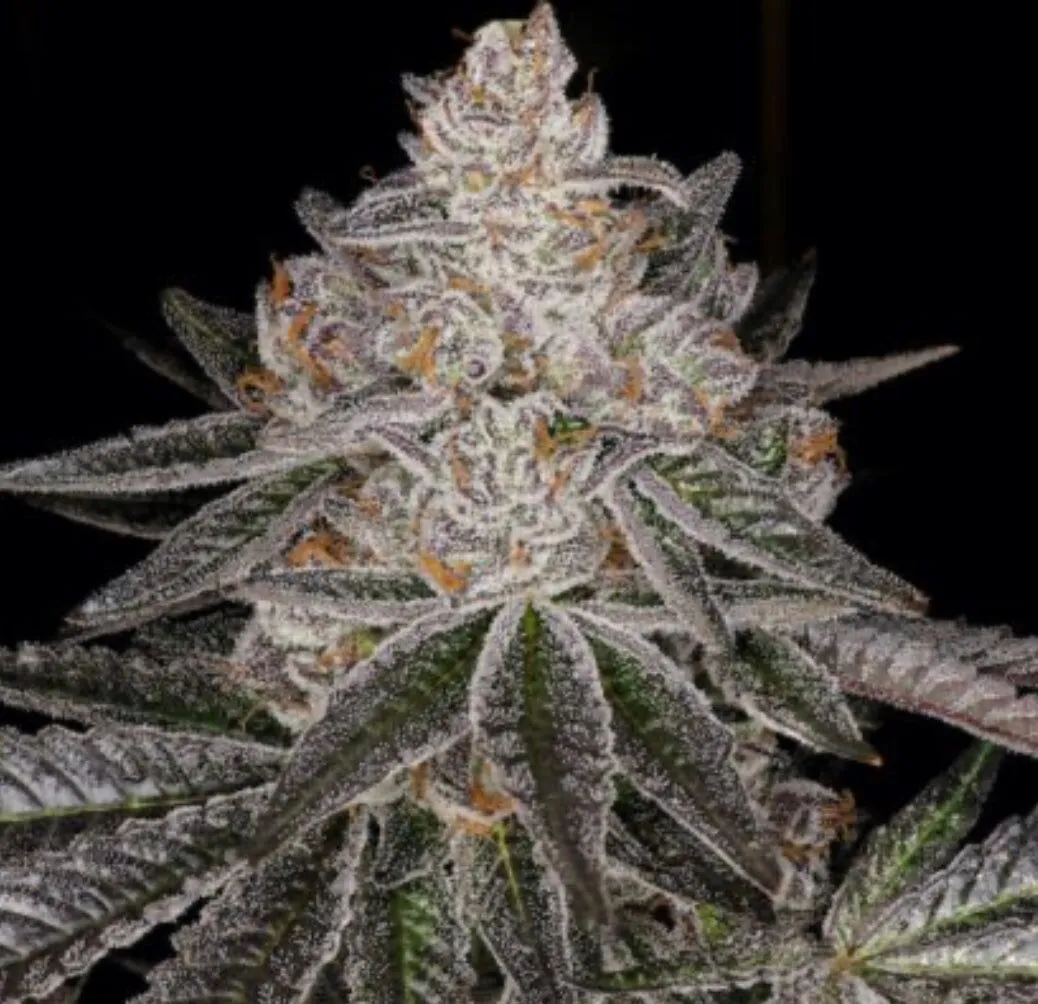 Tangerine Dream