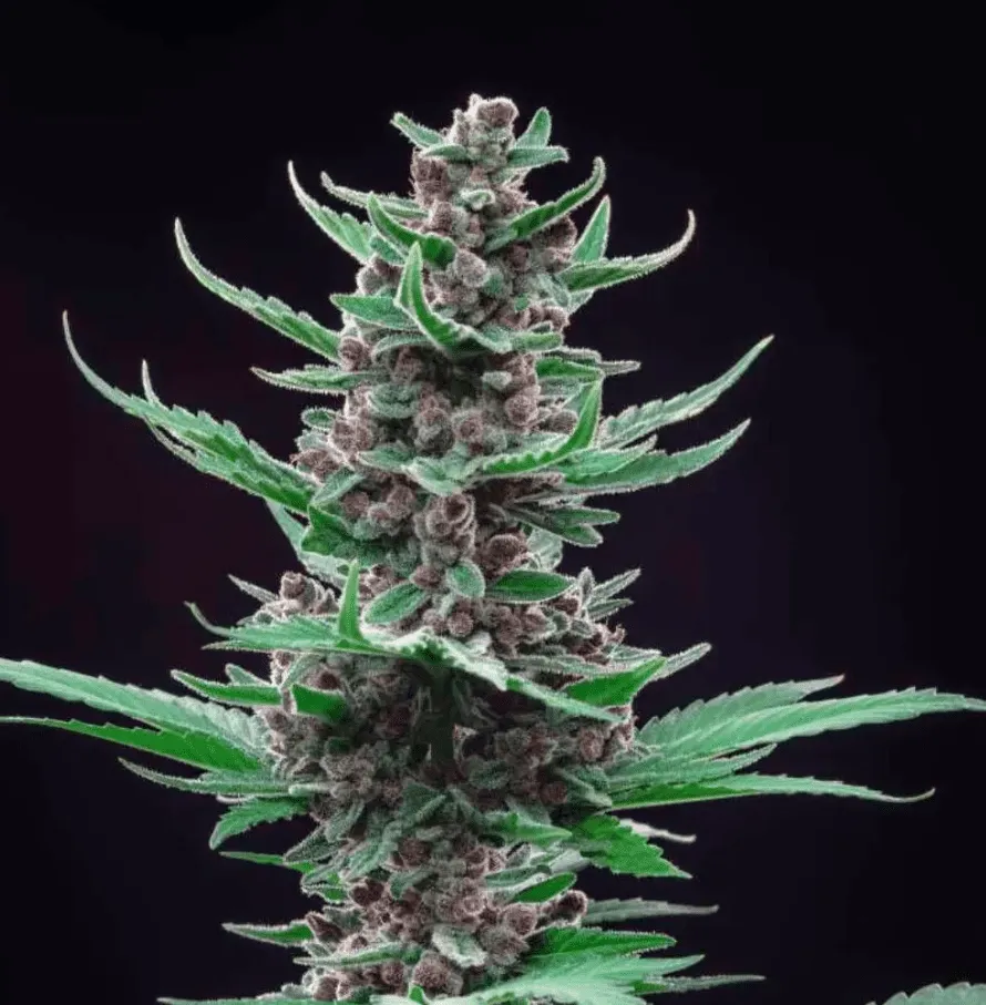 Tropicana Cookies