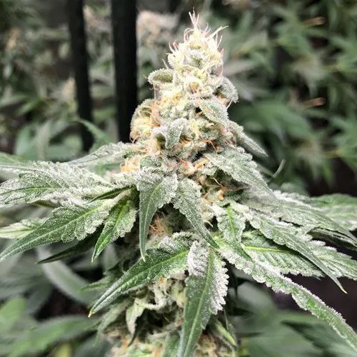 Biscotti Cannabis Strain