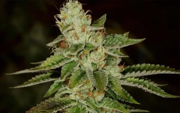 Fire OG