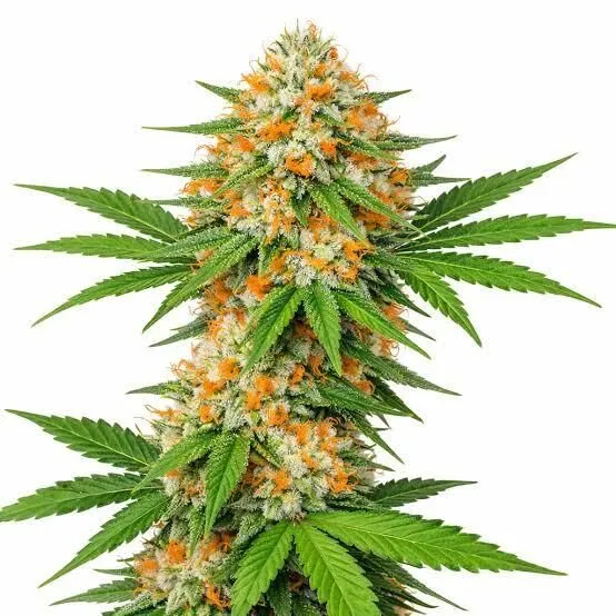 Agent Orange Feminized