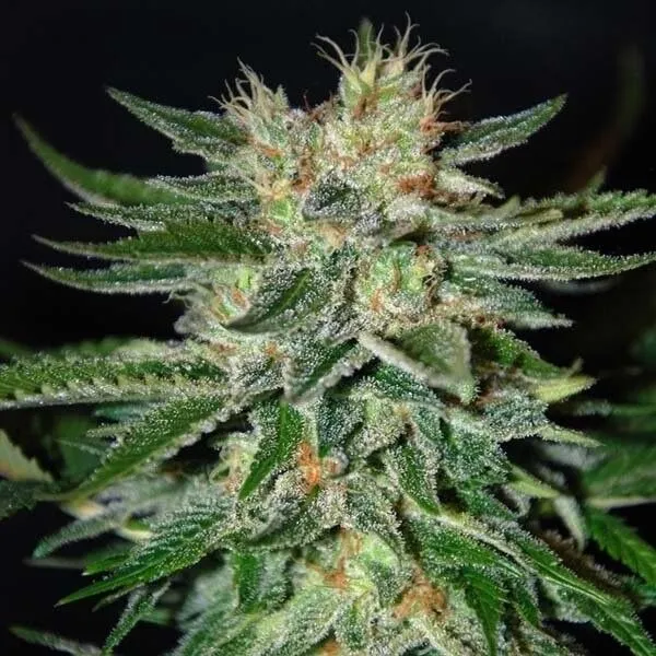 sugar-black-rose