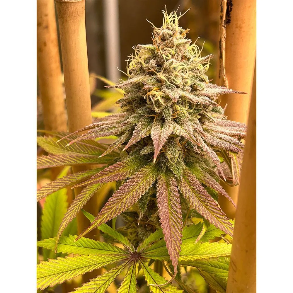 Blood Diamond OG