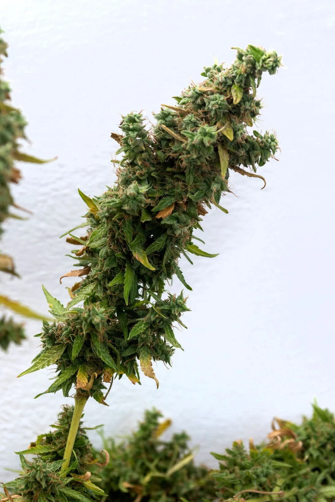 Black Diamond OG