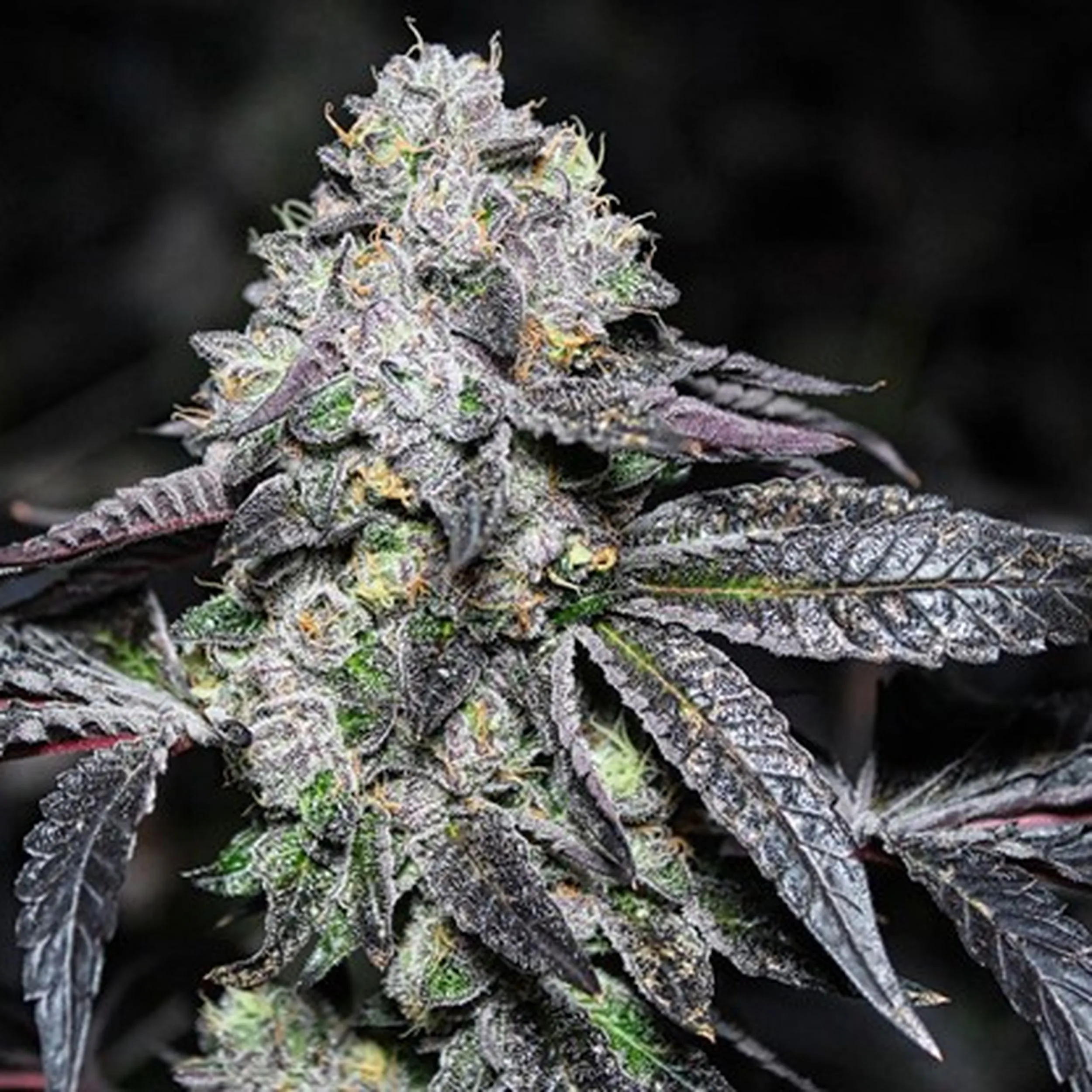 Super Lemon Haze