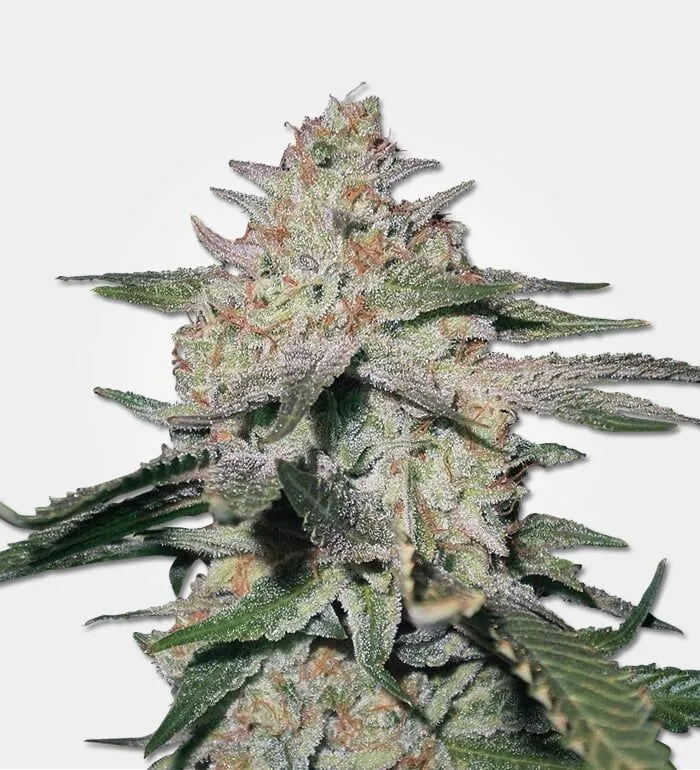 Northern Lights 5 Cannabis Strain