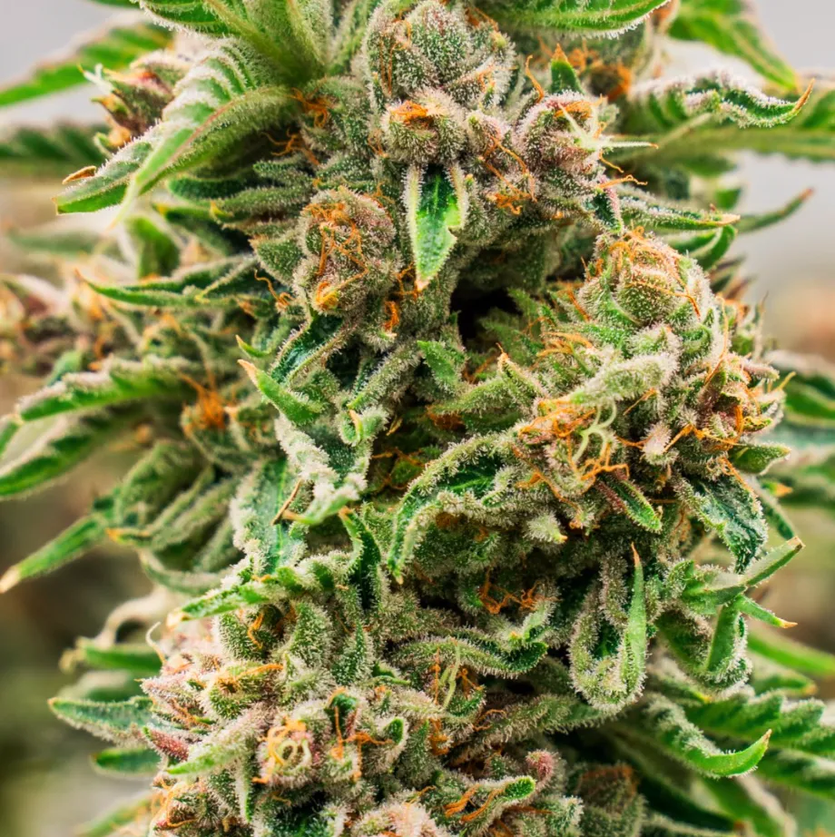 Gorilla Pie