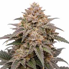 Bubblegum Runtz Strain