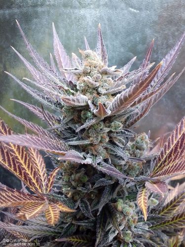 cherry cookies