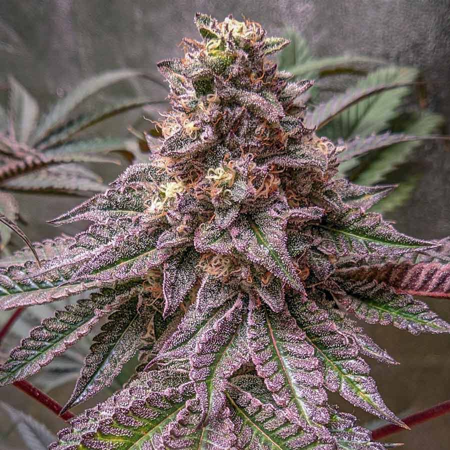 Lava Cake