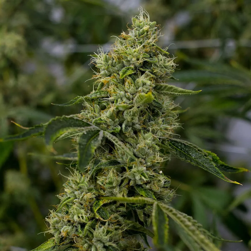 Legend OG