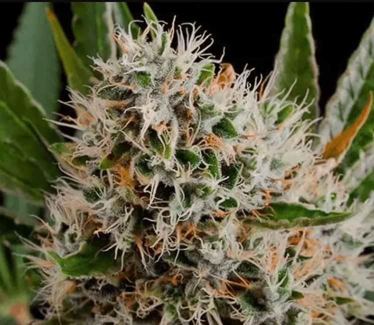 Lithium OG Kush