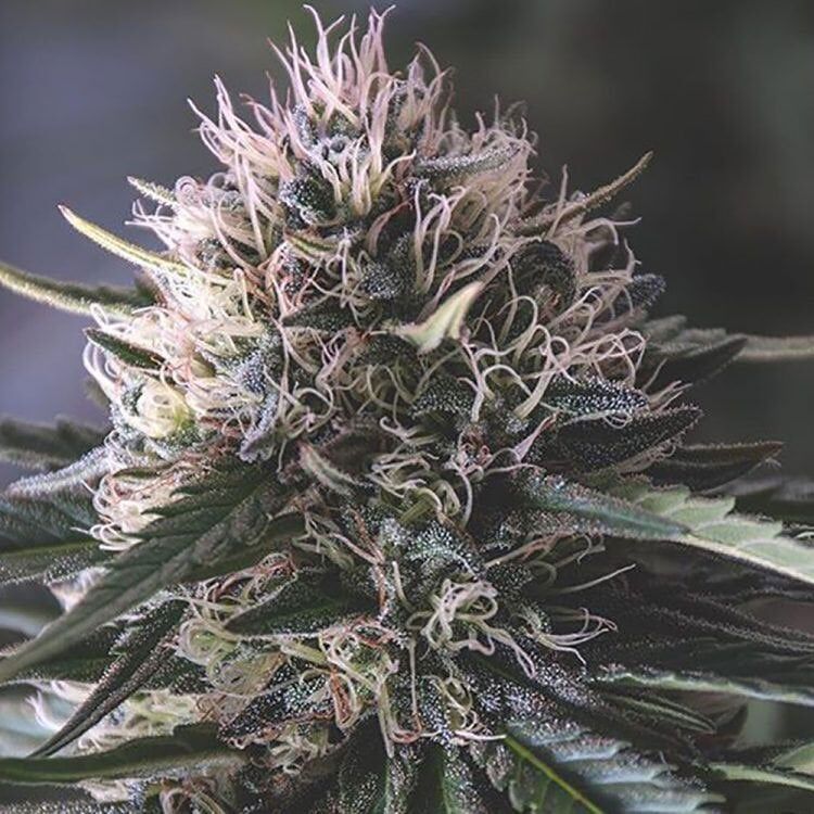 Presidential OG