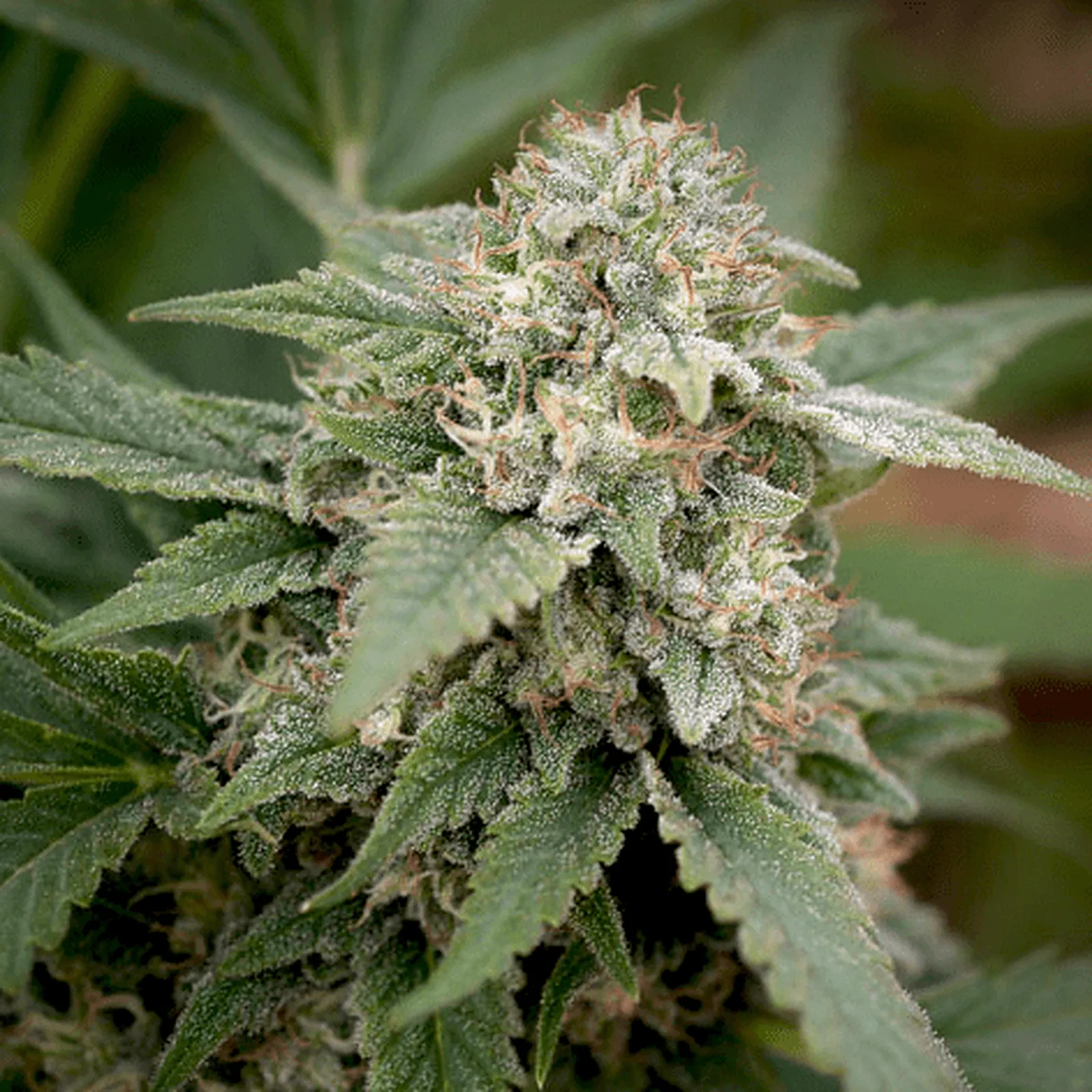 Afghan #1