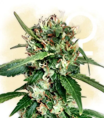 Blue Dream