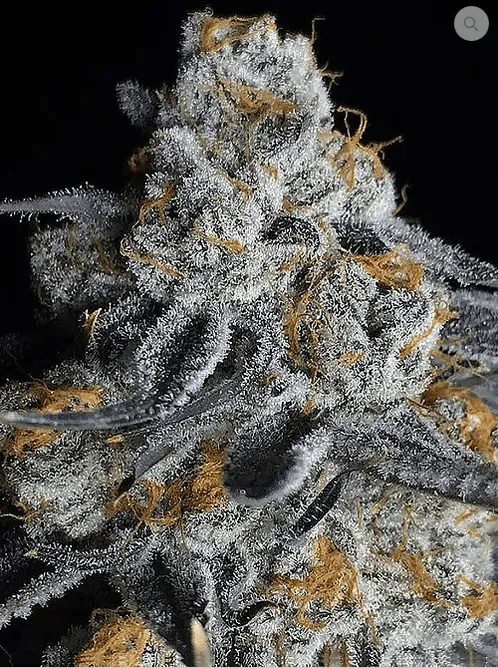 Crystal Gelato